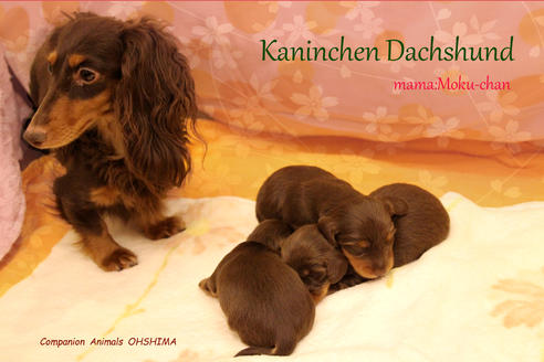 販売中のカニンヘンダックスフンド(ロングヘアード)の親犬